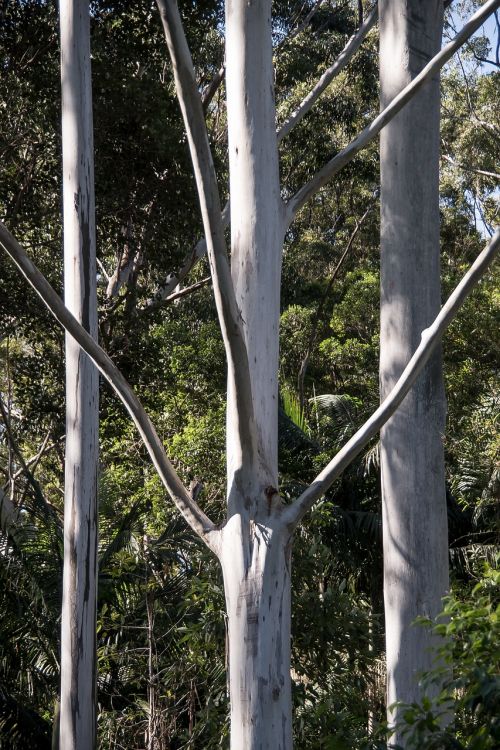 trees rain forest forest