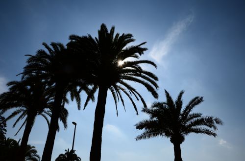 trees palm trees barcelona