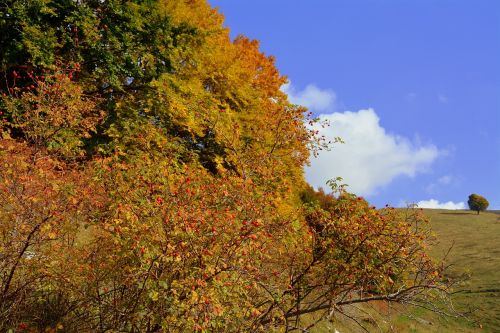 trees autumn mountain