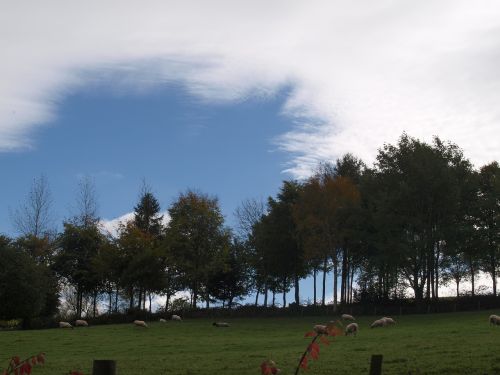 trees landscape sky