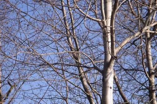 trees branches spring