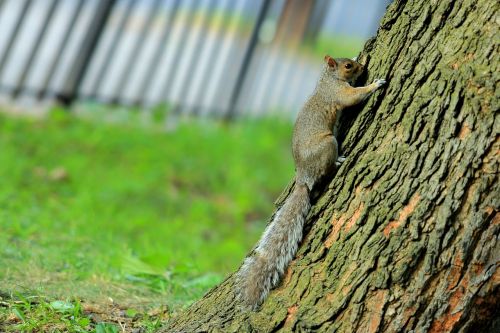 trees squirrel pet