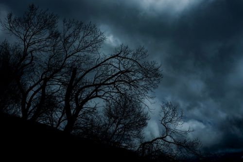 trees nature silhouette night