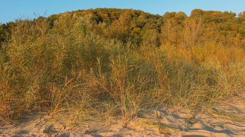 trees autumn sand