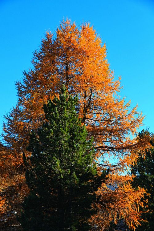 trees mountain autumn