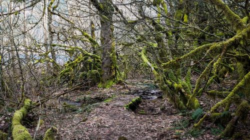 trees moss path