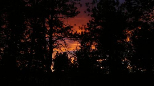 trees sunset night