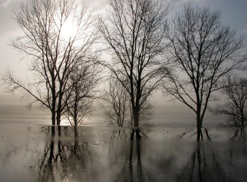 trees winter reflections