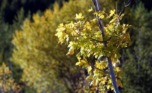 trees leaves yellow leaves