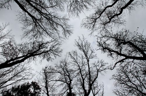 trees silhouettes black and white