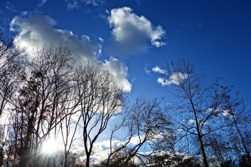 trees treetops branches