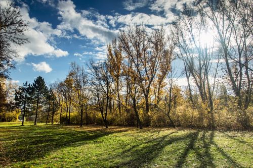 trees nature autumn