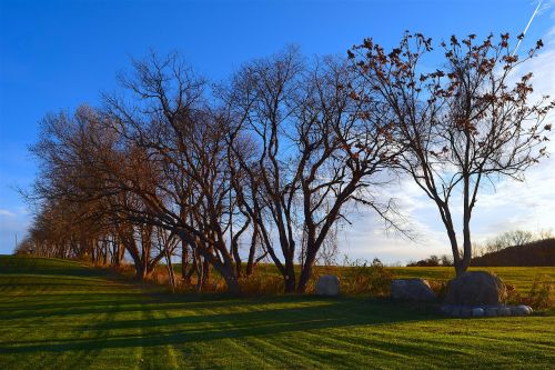 trees field morning