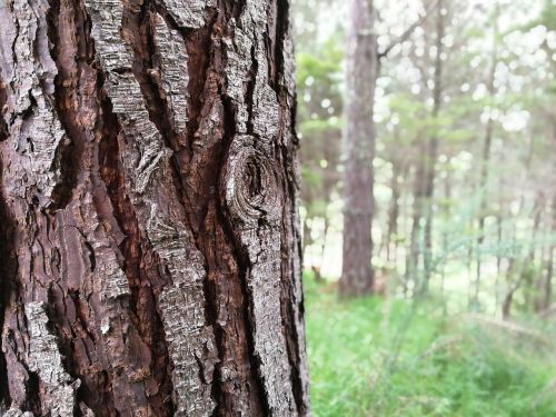 trees bark nature