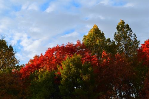 trees foliage color