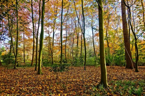 trees forest autumn trees