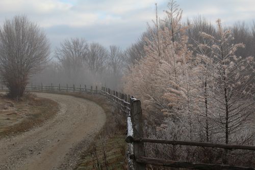 trees winter scene