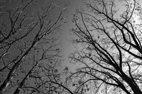trees tree tops branches