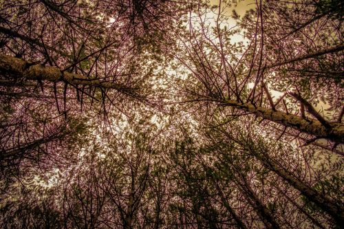 trees branches forest