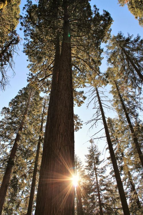 trees sequoia nature