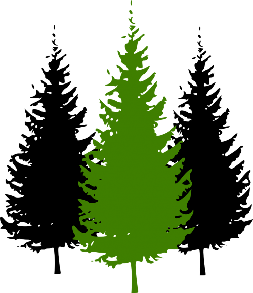 trees conifer pine