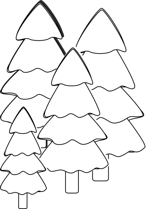 trees fir white