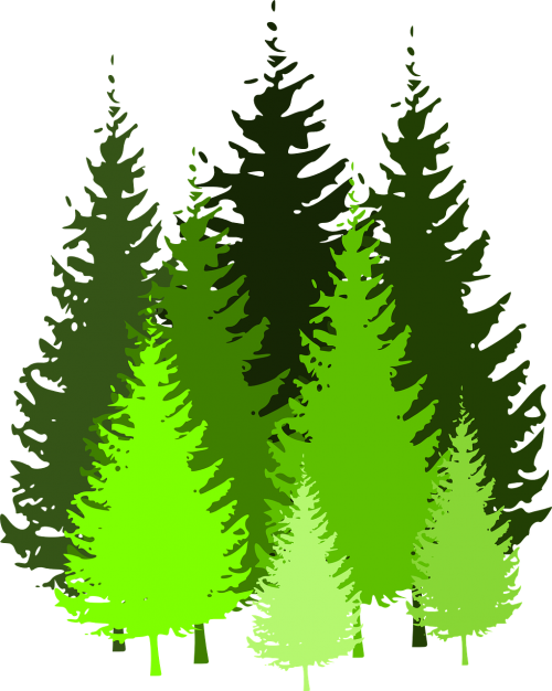 trees conifers coniferous