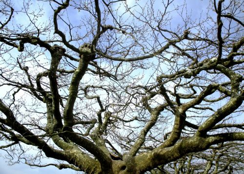 trees plane trees canopy