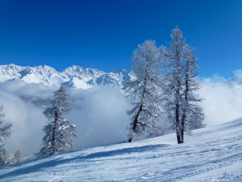 trees snow mountain