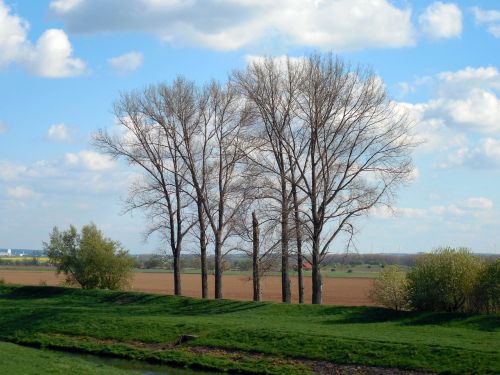 trees spring nature