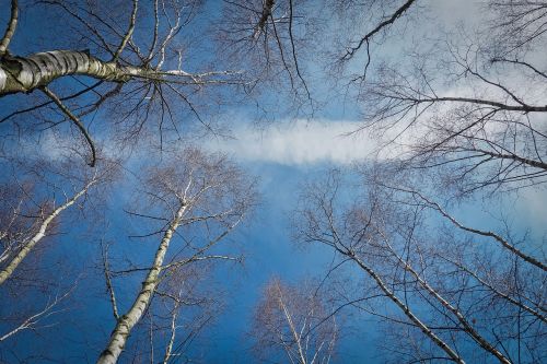 trees birch nature