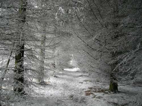 trees nature snow