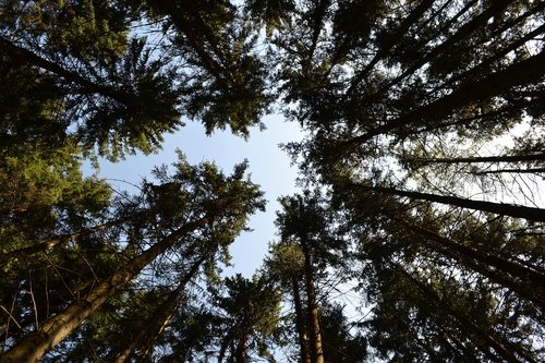 trees  forest  sky