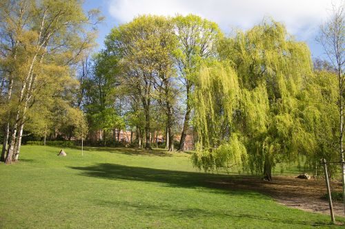 trees park meadow