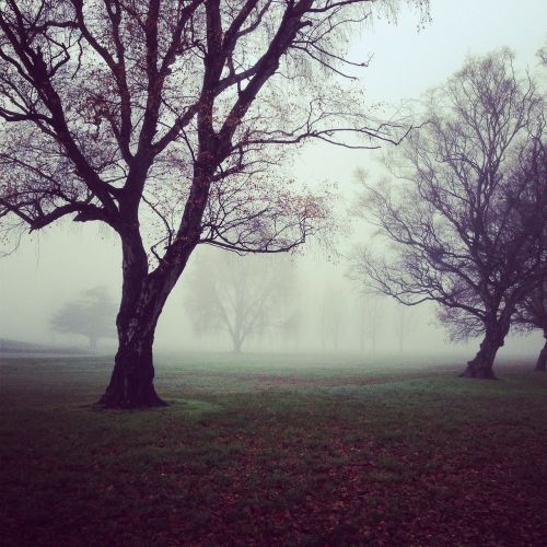 trees foggy misty