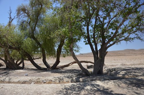 trees  oasis  desert