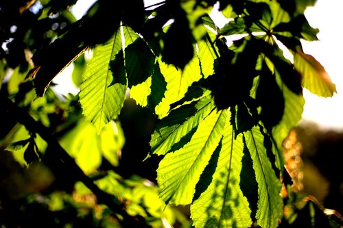 trees  light  shadow