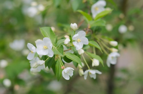 trees  branch  fruit