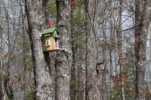 trees  birdhouse  forest