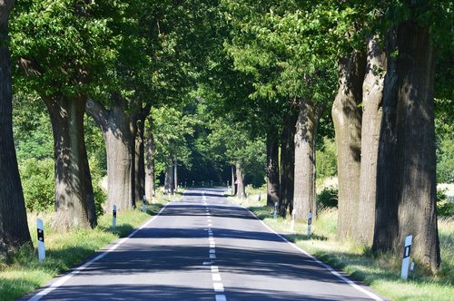 trees  avenue  road