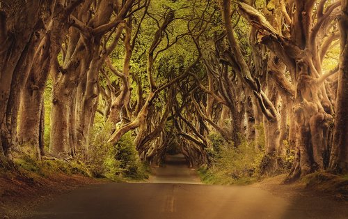 trees  road  northern ireland