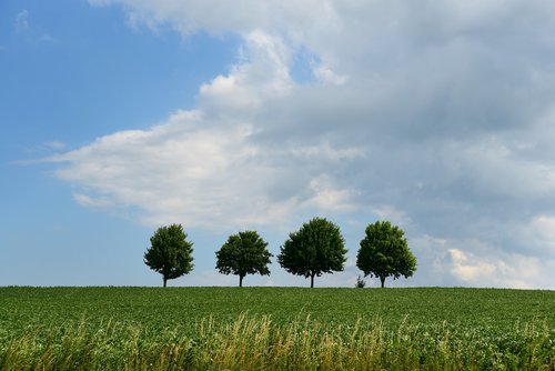 trees  landscape  background