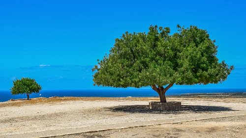 trees  landscape  horizon