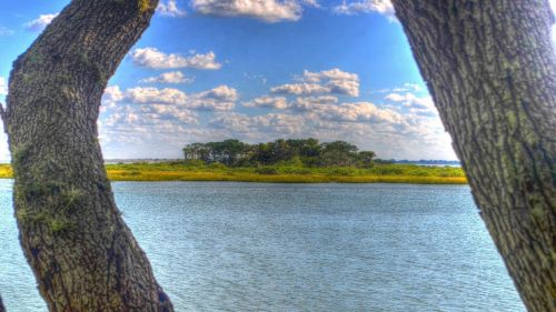 trees water river