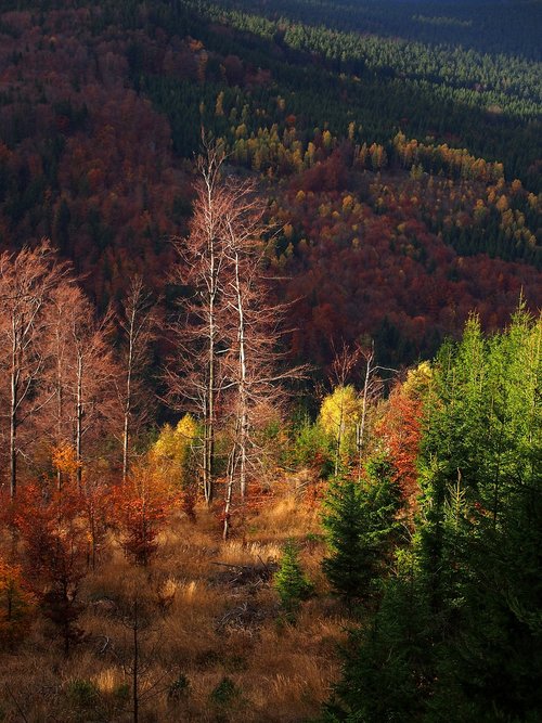 trees  forest  autumn