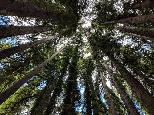 trees  sky  branches