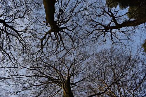 trees  nature  forest