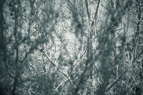 trees  winter  greyness