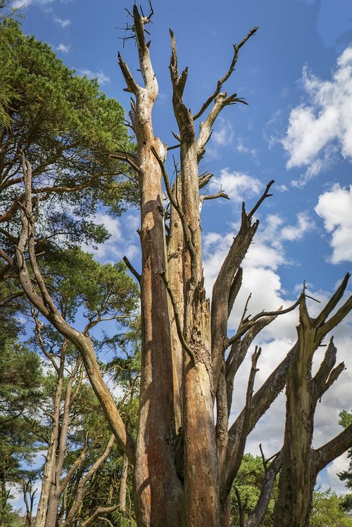 trees  forest  woods