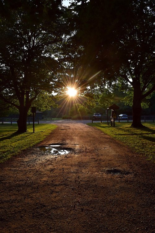 trees  path  sunset